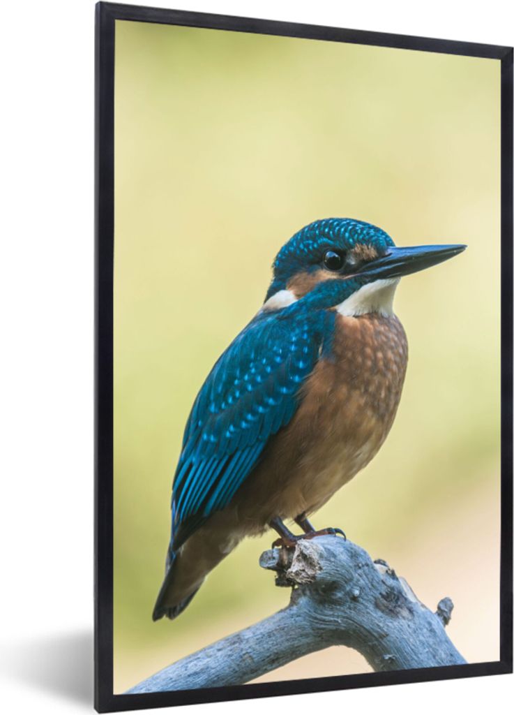 MuchoWow Gerahmtes Poster Eisvogel - Zweig - Vogel 60x90 cm - Poster mit Schwarzem Bilderrahmen Wandposter Rahmen Foto Bilder - Kunst