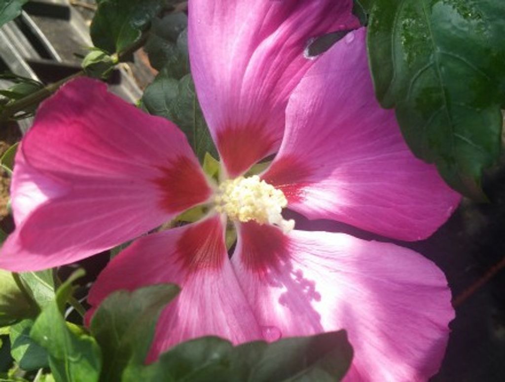 Hibiskus `Woodbridge ́ Sommerblüher