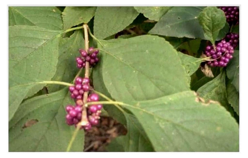 10x Callicarpa americana Amerikanische Schönfrucht Garten Pflanzen - Samen