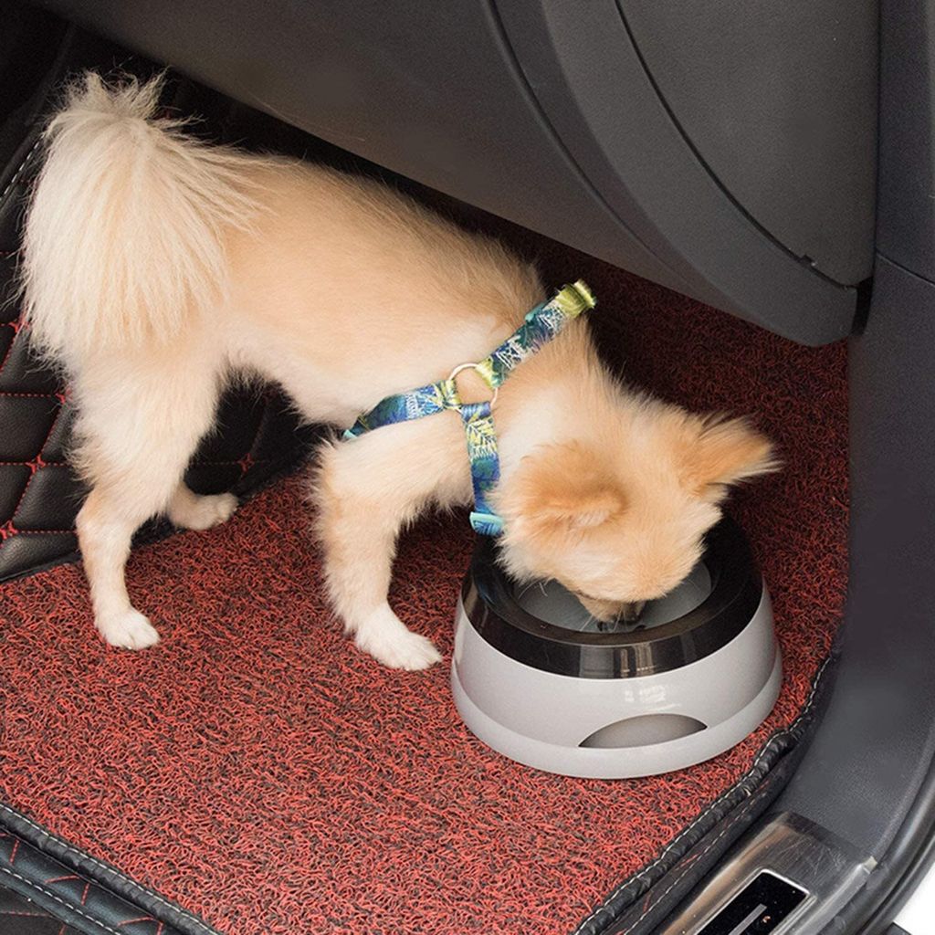 pet transfer da nang