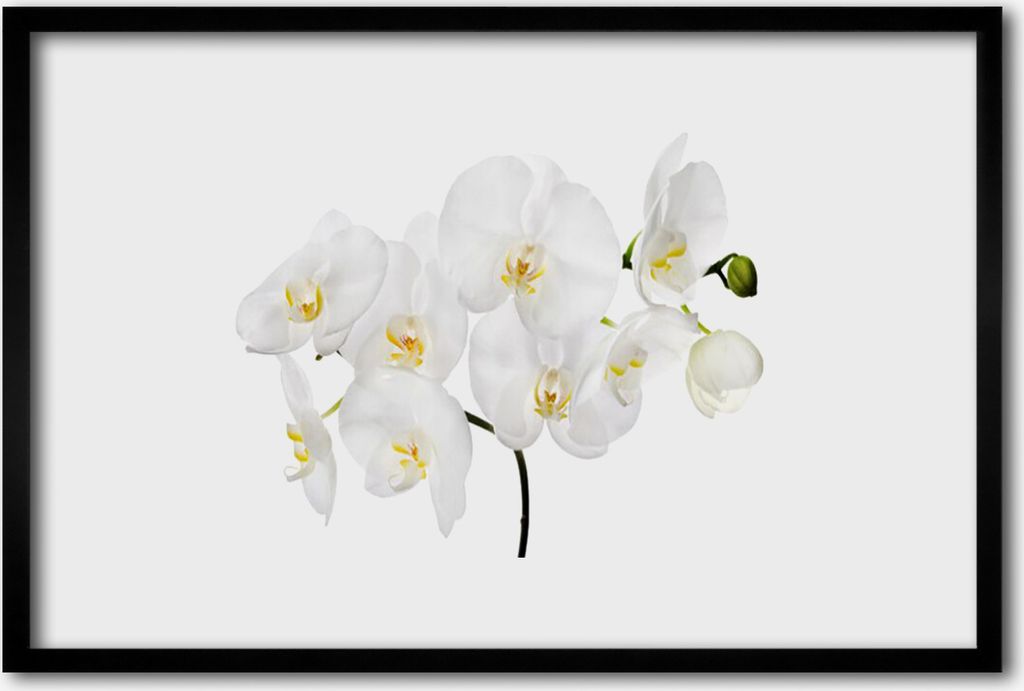 Bild 60x40 MDF-Rahmen Wandkunst Weiße Orchideen-Blumen