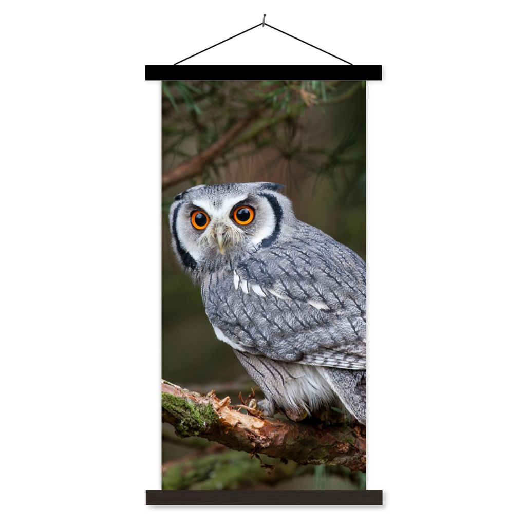 MuchoWow Textilposter Eule - Vogel - Äste - Natur 60x120 cm mit schwarzem Rahmen - Magnete