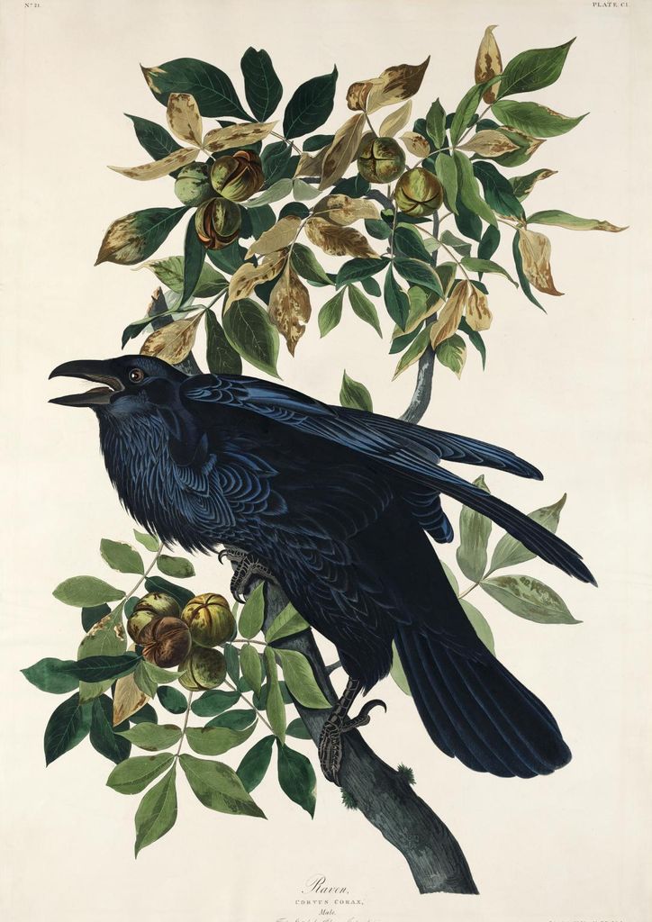 Plakat 21x29,7cm Krähe, J.J. Audubon, Vintage für das Wohnzimmer