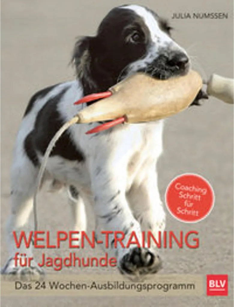 Dressage pour chiot de chasse : la méthode Welpen-Training anti-erreur