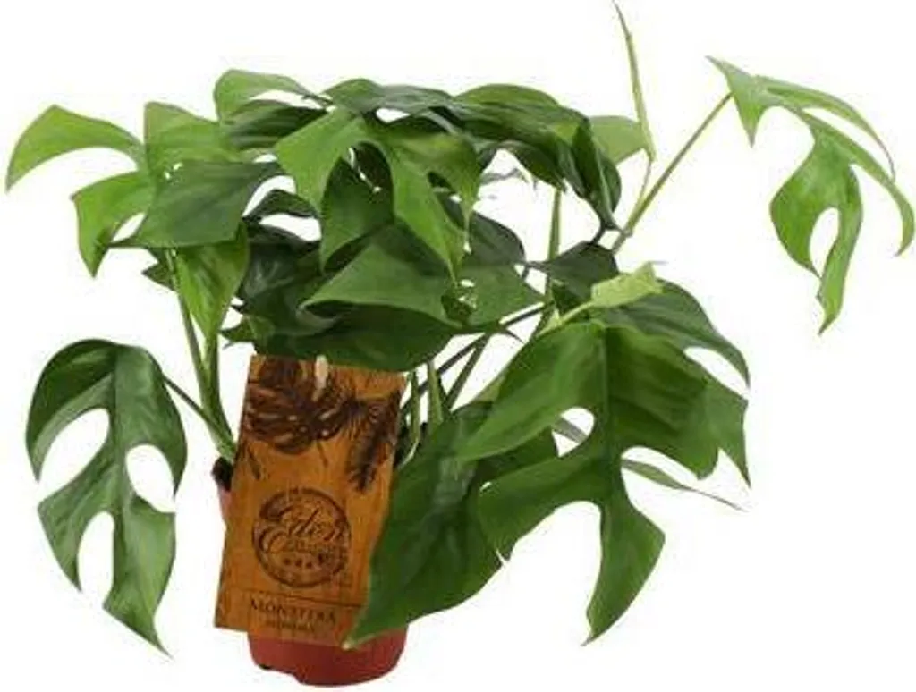 Monstera Minima plante d'intérieur petit espace sans entretien