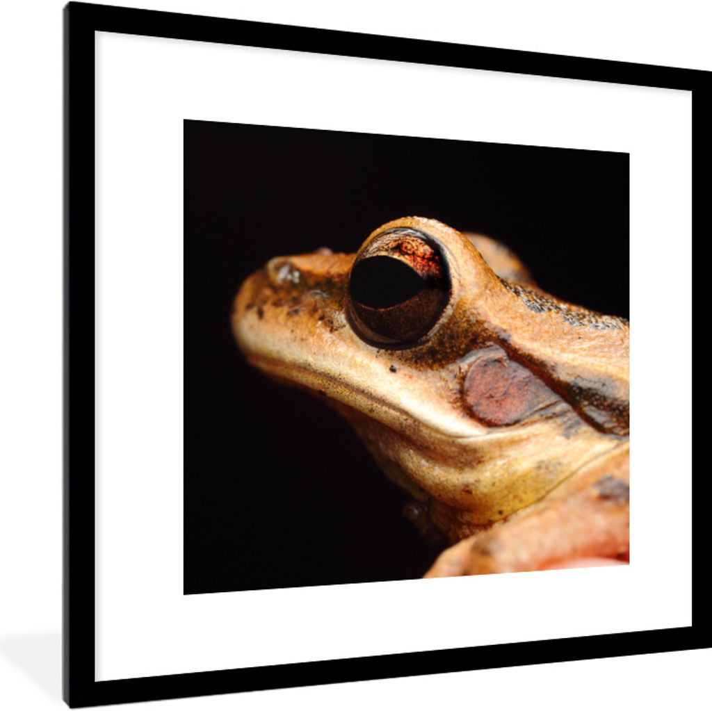 MuchoWow Gerahmtes Poster Frosch - Auge - Schwarz 40x40 cm - Poster mit Schwarzem Bilderrahmen Wandposter Rahmen Foto Bilder - Poster - Plakat im...