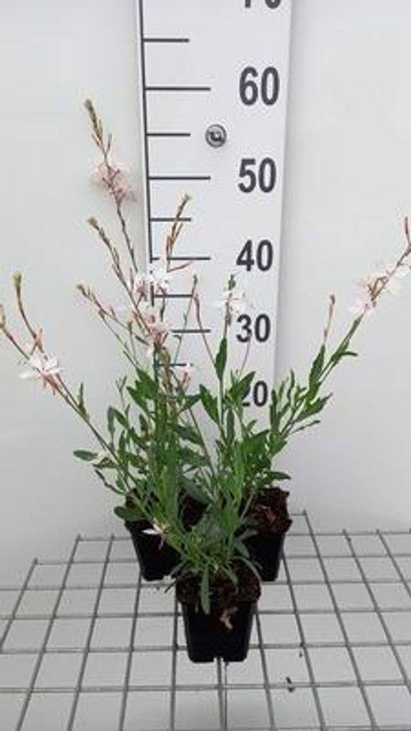 6 x Gaura lindh. 'Short Form'( oenothera lindh.) - Gaura - Topf 9 x 9 cm