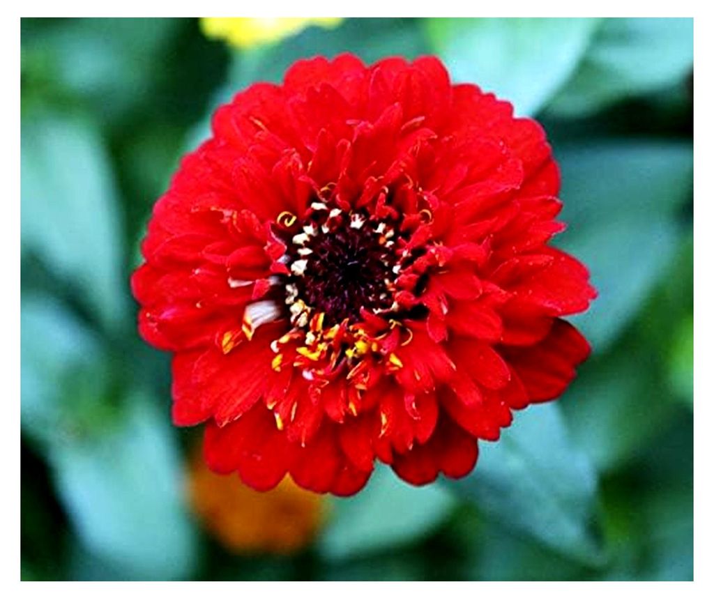 Pflanzensamen Zinnie 'Zinderella', gefüllte Blüten, Rot, Portion (40 Pflanzen)