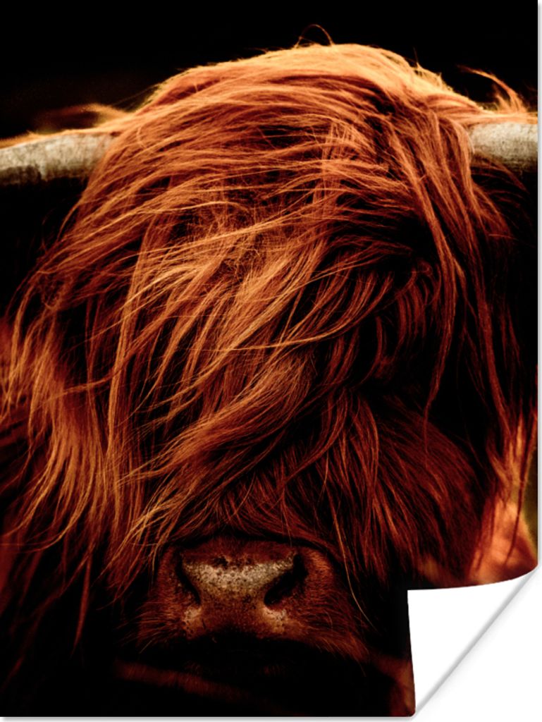 MuchoWow Poster Schottischer Highlander - Kuh - Hörner - Porträt - Tiere 30x40 cm - Wandplakat - Poster Kinderzimmer