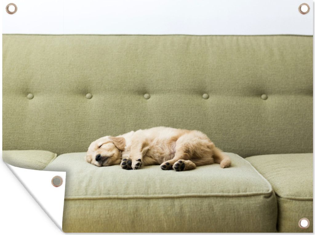 MuchoWow 40x30 cm Outdoor-Poster Gartendeko Sichtschutz Garten Poster für den Garten Schlafendes Hündchen auf dem Sofa