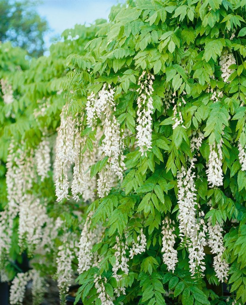 Wisteria sinensis 'Alba' wei 60-100cm