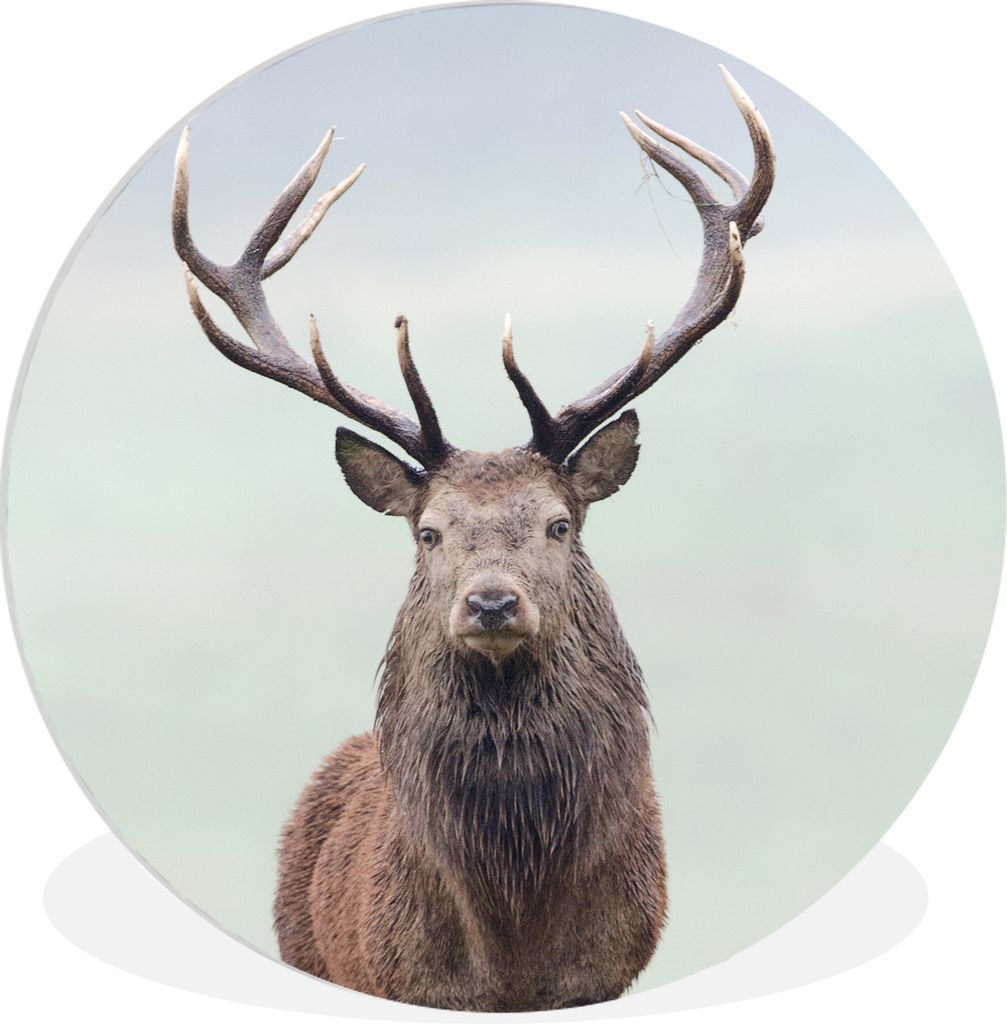 MuchoWow Rundes Wandbild - Runde Bilder Hirsche - Gras - Himmel Ø 90 cm Kreis Wanddekoration Kunststoff - Wandkreis - Wandschmuck - Wand-Kreis -...