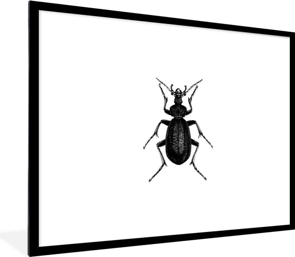 MuchoWow Gerahmtes Poster Schwarz und weiß - Käfer - Vintage - Insekten 80x60 cm - Poster mit Schwarzem Bilderrahmen Wandposter Rahmen Foto Bil...