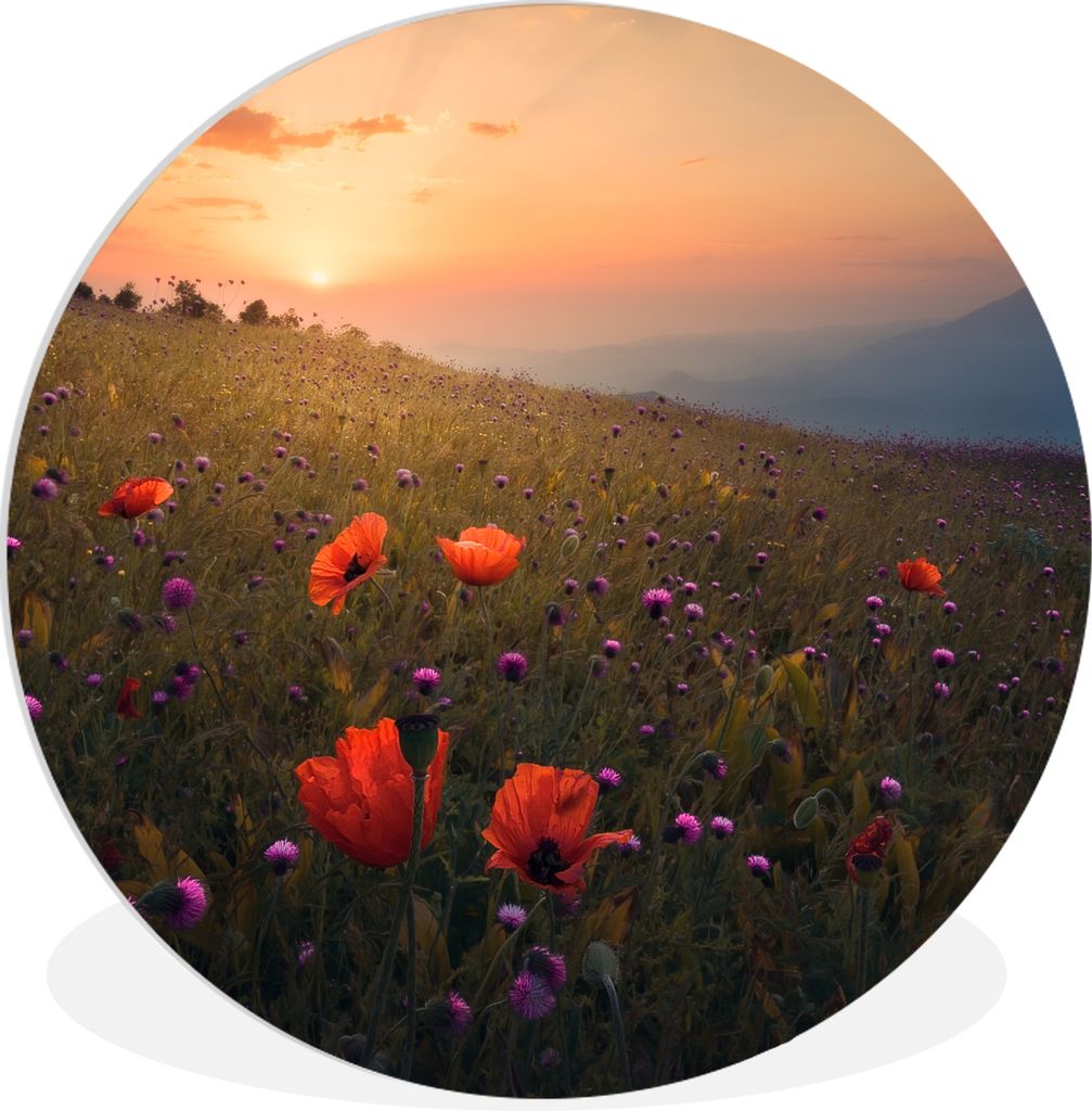 MuchoWow Rundes Wandbild - Runde Bilder Blumenfeld - Gras - Pflanzen - Sonnenuntergang - Orange Ø 90 cm Kreis Wanddekoration Kunststoff - Wandkr...