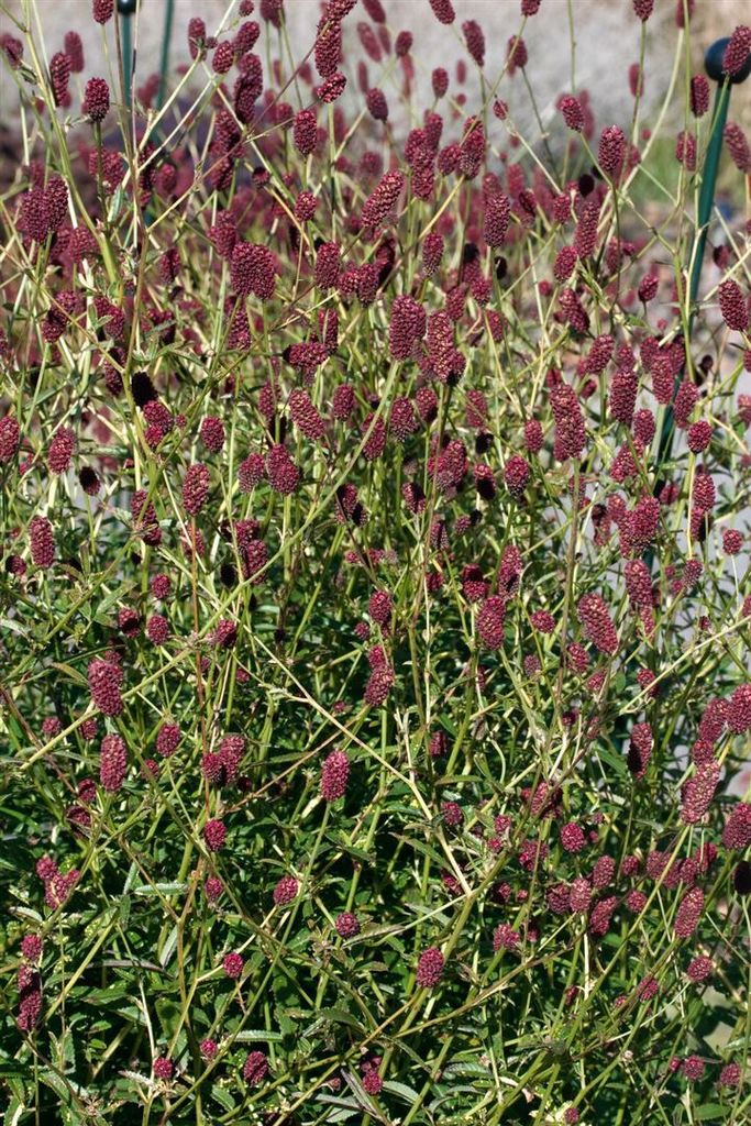 Großer Wiesenknopf Red Thunder, im Topf - Sanguisorba Produktbild 