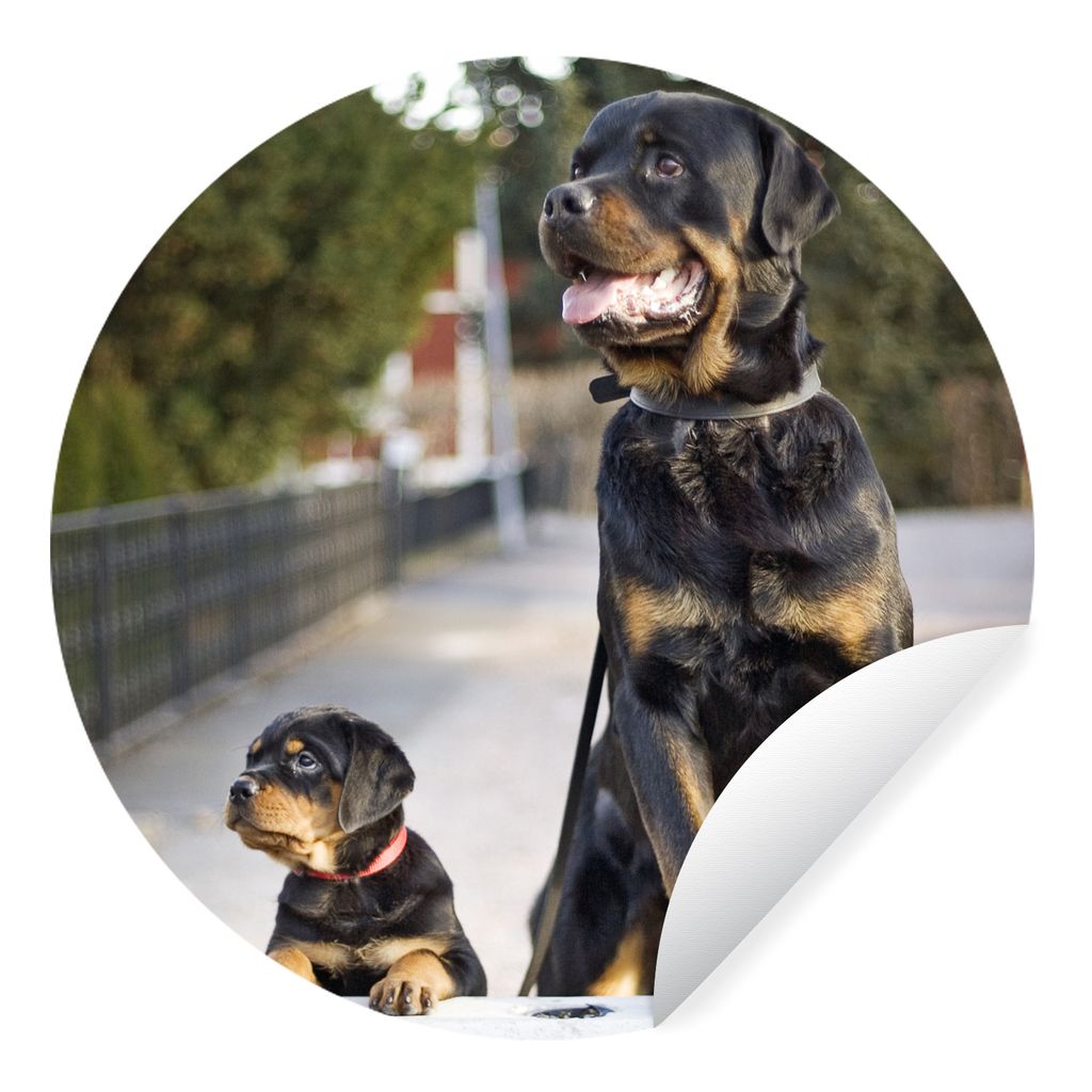 MuchoWow Runde Wandtattoo - Wandsticker Tapete Aufkleber Rottweiler-Welpe neben einem erwachsenen Rottweiler Ø 30 cm Selbstklebend und Repositio...