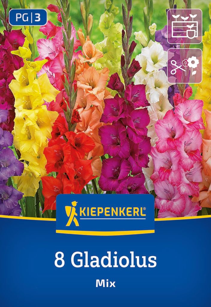 Kiepenkerl Großblumige Gladiole Holländische Mischung Produktbild 