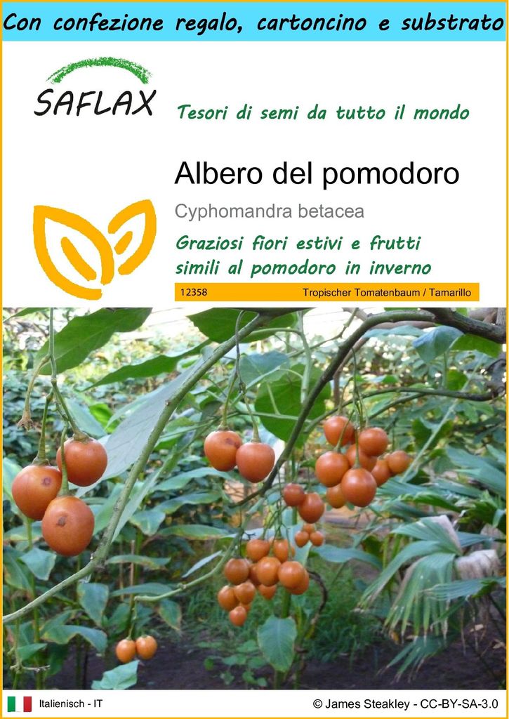 SAFLAX Set regalo - Albero del pomodoro - 50 semi - Immagine del prodotto 