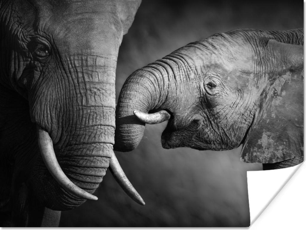 MuchoWow Poster Wildtiere - Elefant - Schwarz - Weiß - Porträt 160x120 cm - Foto Plakat