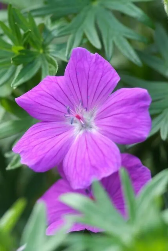 Géranium Tiny Monster robuste et facile - Floraison estivale - 12 plants