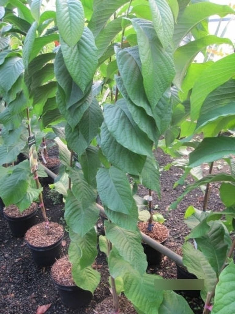 Asimina triloba Allegheny - Veredelte Indianerbanane Allegheny Paw Paws
