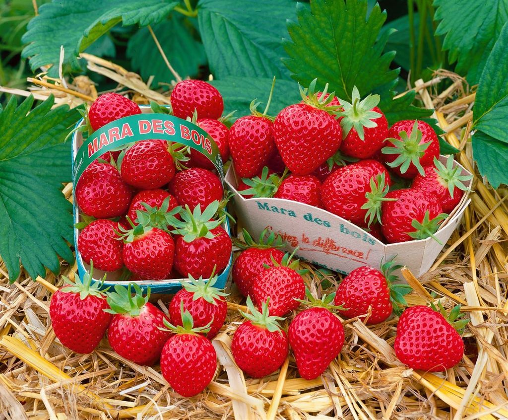 Fragaria 'Mara des Bois' -S-, Erdbeere, aromatisch, ca. 9x9 Produktbild 