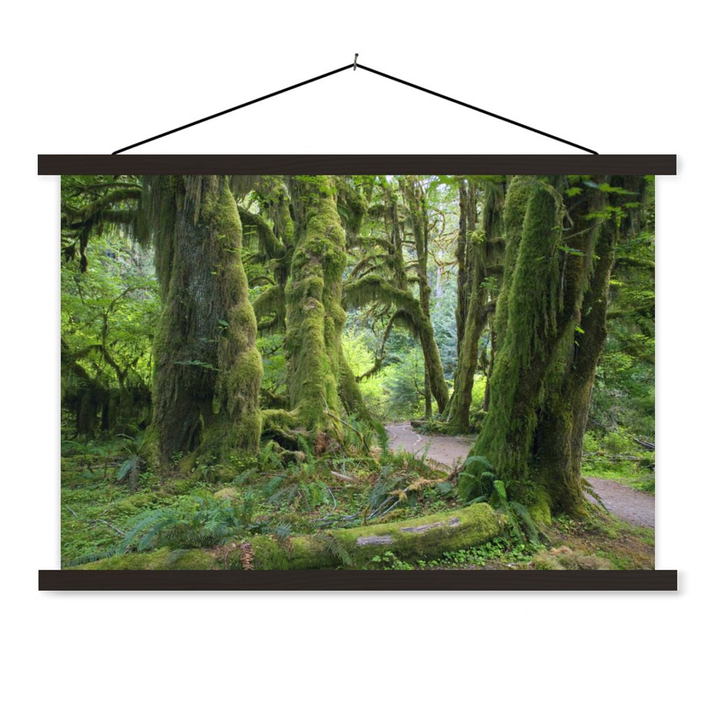 MuchoWow Textilposter Bewaldete Baumstämme in einem Washingtoner Regenwald 150x100 cm mit schwarzem Rahmen - Schlafzimmer