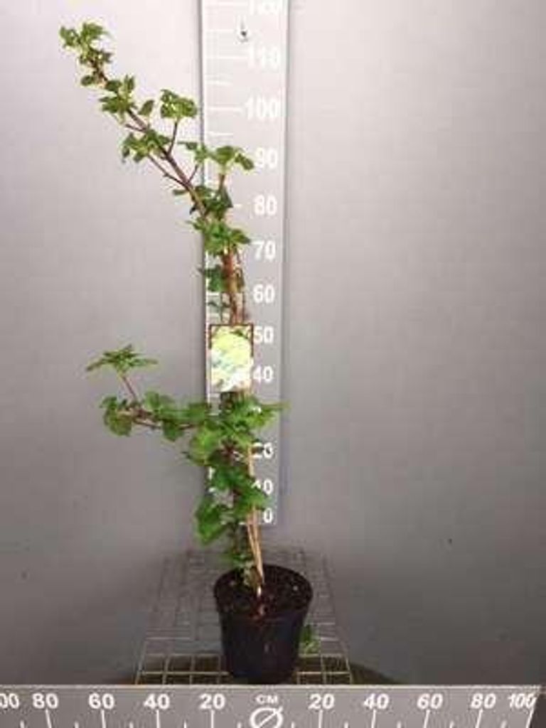 Hydrangea anomala 'Petiolaris' - Efeu-Hortensie 60-80 cm | Topf