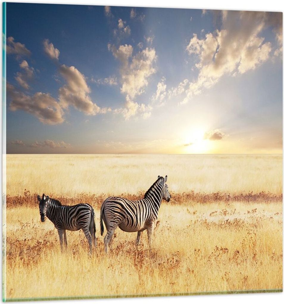 Bilder auf glas - Zebra tier gestreift savanne - 60x60cm - Glasbilder - Wandbilder - Kunstdruck - zum Aufhängen bereit - Wanddekoration aus Glas -...