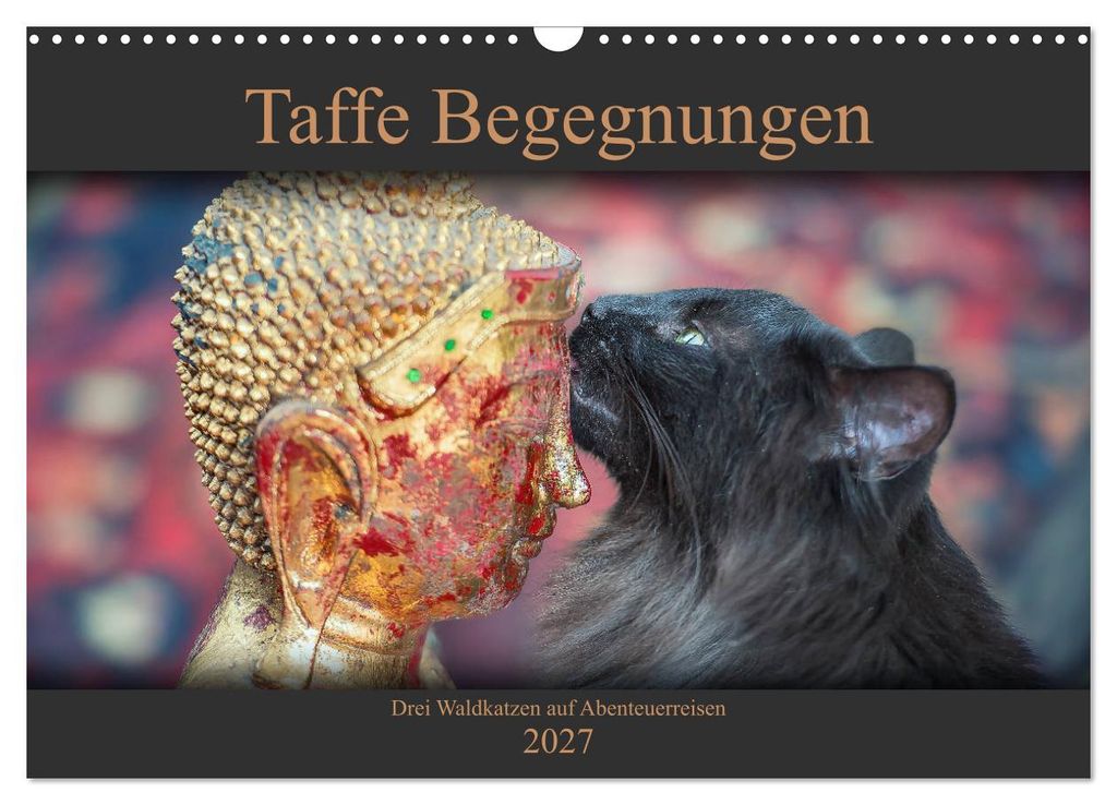 Taffe Begegnungen-Drei Waldkatzen auf Abenteuerreisen (Wandkalender 2027 DIN A3 quer), CALVENDO Monatskalender