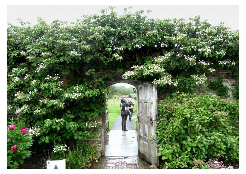 Kletterhortensie 60-70 cm – Hydrangea petiolaris – Winterharte Kletterpflanze für Schatten und Halbschatten