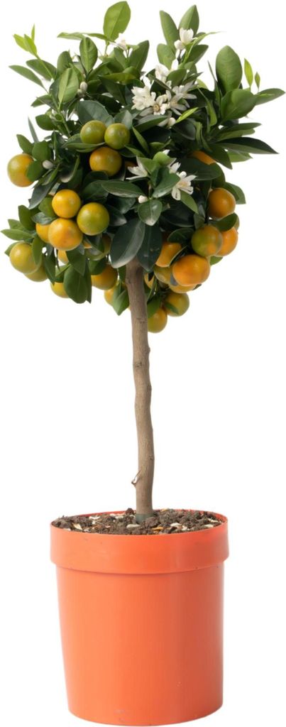 A potted citrus tree with small oranges and white flowers against a white background.