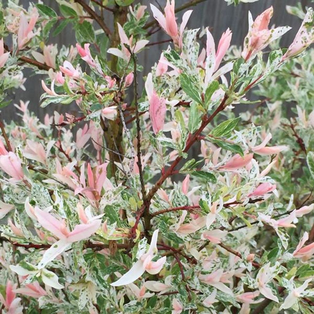 2 x Japanische Harlekinweide - Salix integra 'Hakuro Nishiki' | 40-50 cm in Container