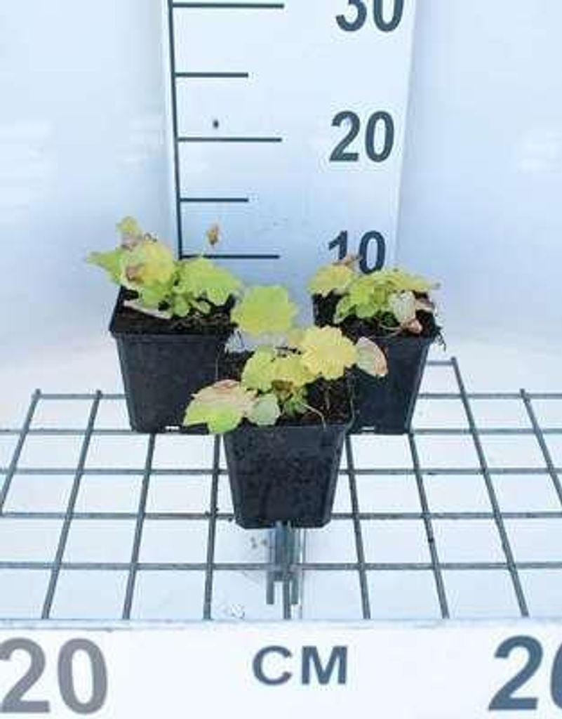 6 x Heuchera hybr. 'Citronelle' - Purpurglöckchen - Topf 9 x 9 cm