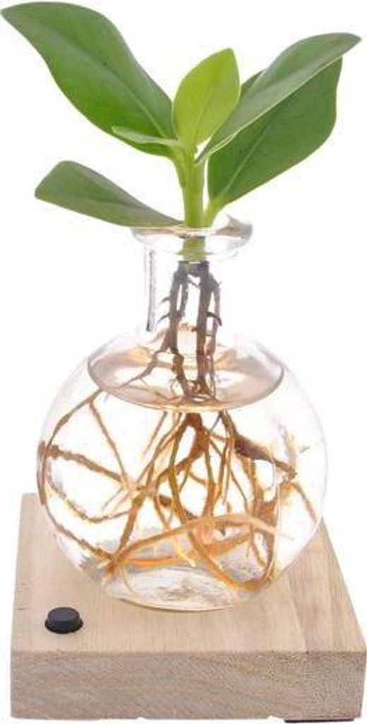 Balsamapfel Clusia Rosea Ø5cm 10cm – Autogramm Baum Zimmerpflanze Mini Pflanze