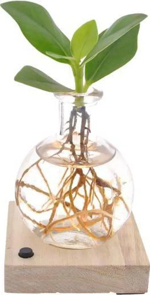 Clusia rosea Ø 5 cm h 10 cm | Petit arbre à autographes d'intérieur