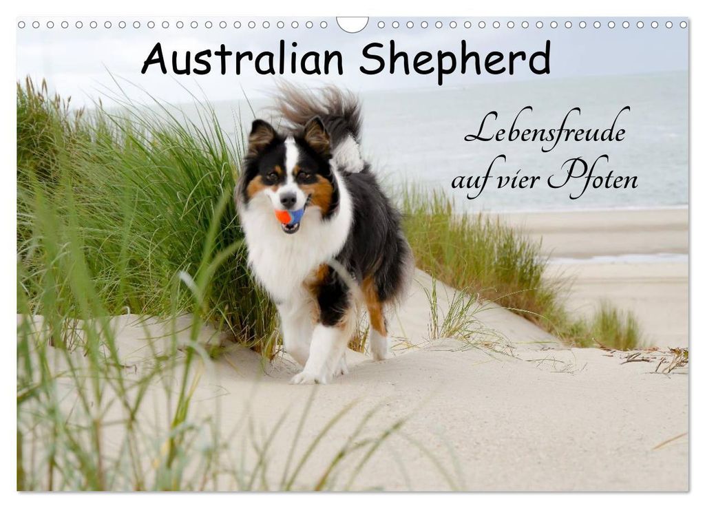 Australian Shepherd - Lebensfreude auf vier Pfoten (Wandkalender 2027 DIN A3 quer), CALVENDO Monatskalender