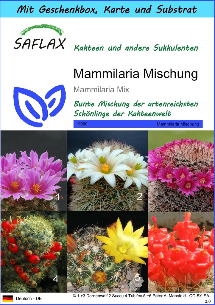 SAFLAX - Geschenk Set - Kakteen - Mammilaria Mischung - 40 Samen - Mit Geschenk- / Versandbox, Versandaufkleber, Geschenkkarte und Anzuchtsubstrat ...