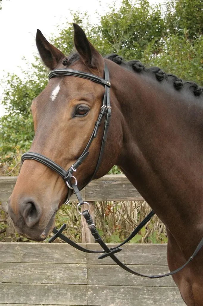 Bridon Bitless pour cheval sensible Noir Full - Filet sans mors équestre