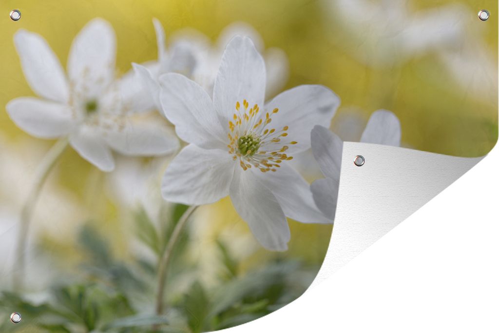 MuchoWow 90x60 cm Outdoor-Poster Gartendeko Sichtschutz Garten Poster für den Garten Weiße Buschwindröschen