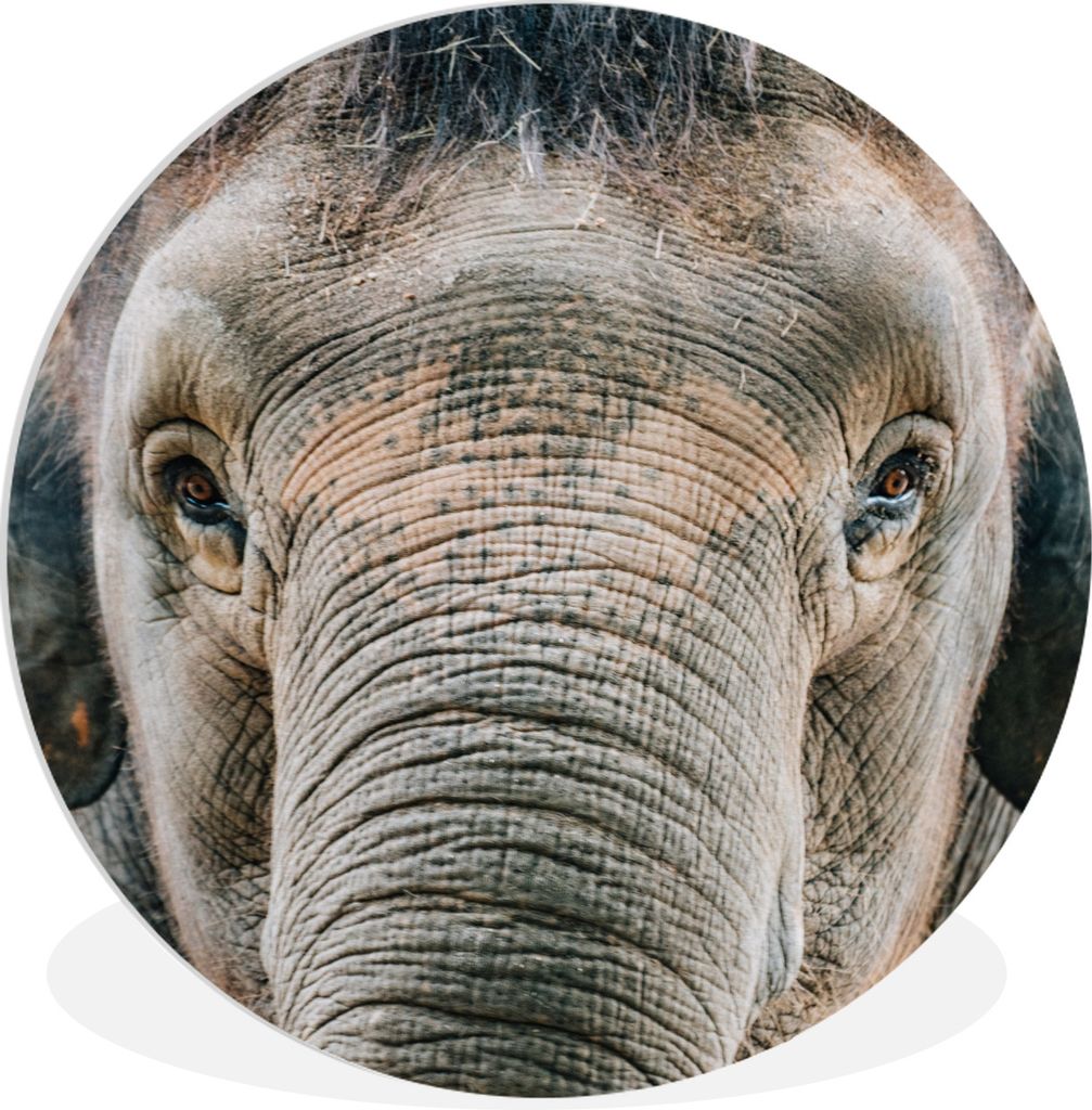 MuchoWow Rundes Wandbild - Runde Bilder Elefant - Porträt - Tiere - Grau Ø 60 cm Kreis Wanddekoration Kunststoff - Wandkreis - Wandschmuck - Wa...
