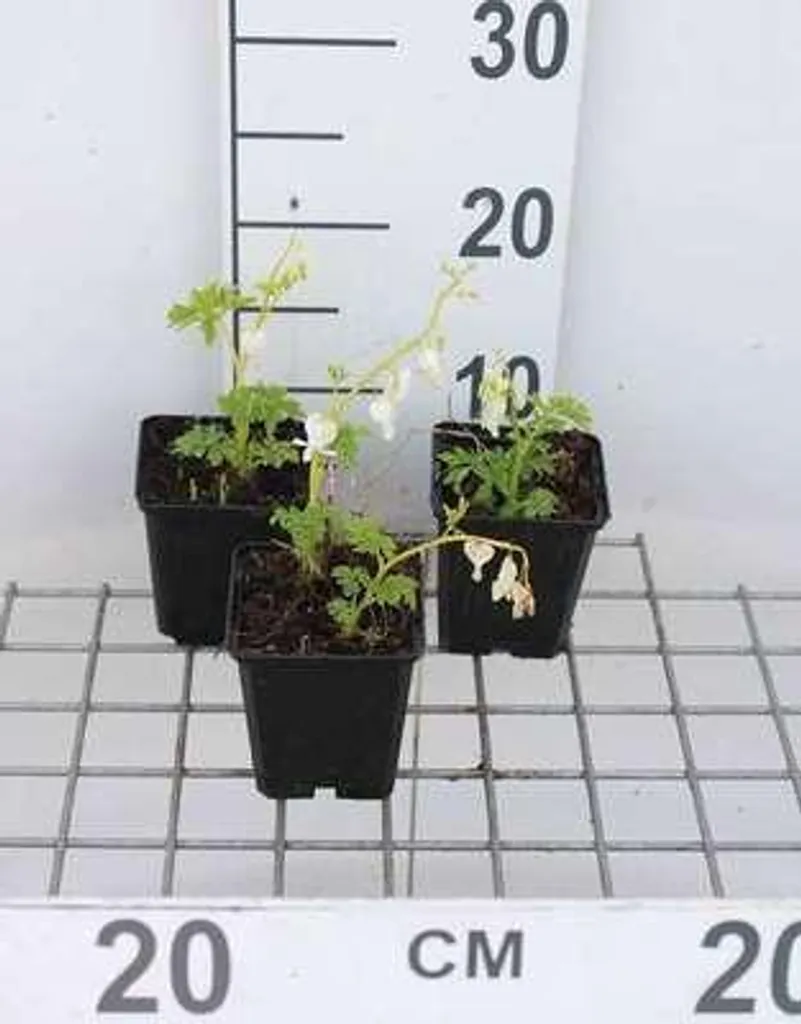 Plante vivace Cœur de Marie Blanc - Lot de 6 Dicentra Alba pot 9 cm