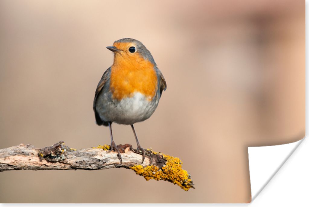 MuchoWow Poster Rotkehlchen - Vogel - Zweig - Tiere 60x40 cm - Schlafzimmerdekoration