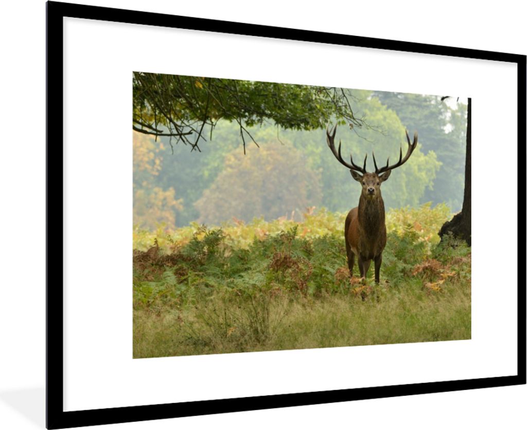 MuchoWow Gerahmtes Poster Rothirsch - Natur - Grün 90x60 cm - Poster mit Schwarzem Bilderrahmen Wandposter Rahmen Foto Bilder - Wanddekoration -...