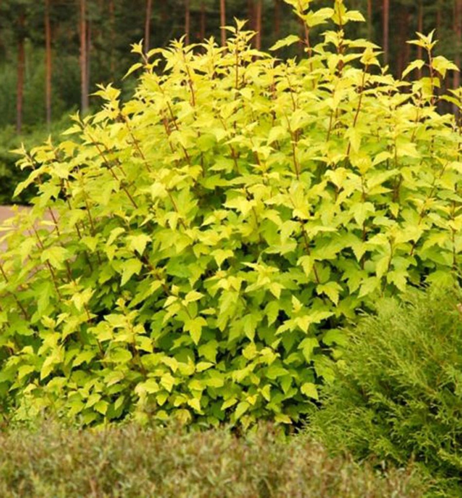Blasenspiere ́NUGGET ́ 90-100 cm, Cont. 2,5 l