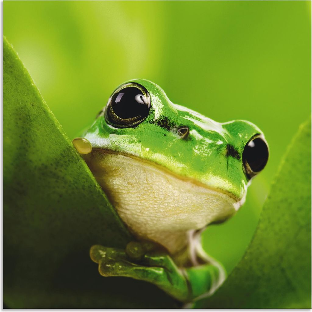 ARTland Wandbild Alu für Innen & Outdoor Ausspähender Frosch Größe: 70x70 cm