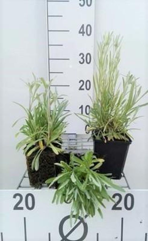 6 x Leontopodium alpinum (edelweiss) - Alpen Edelweiß - Topf 9 x 9 cm