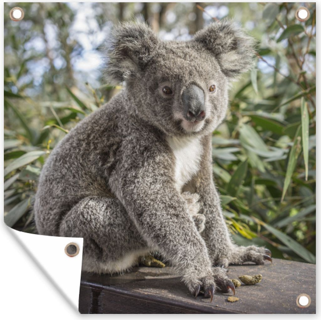 MuchoWow 100x100 cm Outdoor-Poster Gartendeko Sichtschutz Garten Poster für den Garten Koala - Regal - Pflanzen - Kinder - Jungen - Mädchen