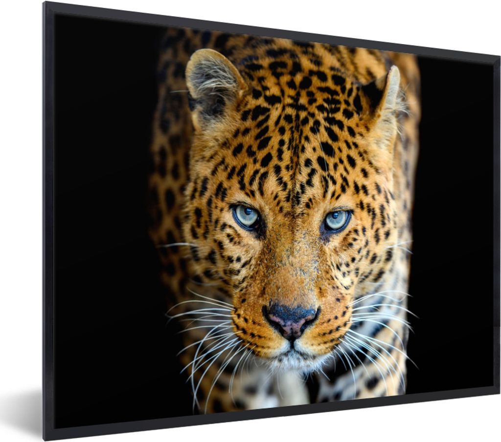 MuchoWow Gerahmtes Poster Leopard - Tiere - Porträt - Wildtiere - Schwarz 80x60 cm - Poster mit Schwarzem Bilderrahmen Wandposter Rahmen Foto Bi...