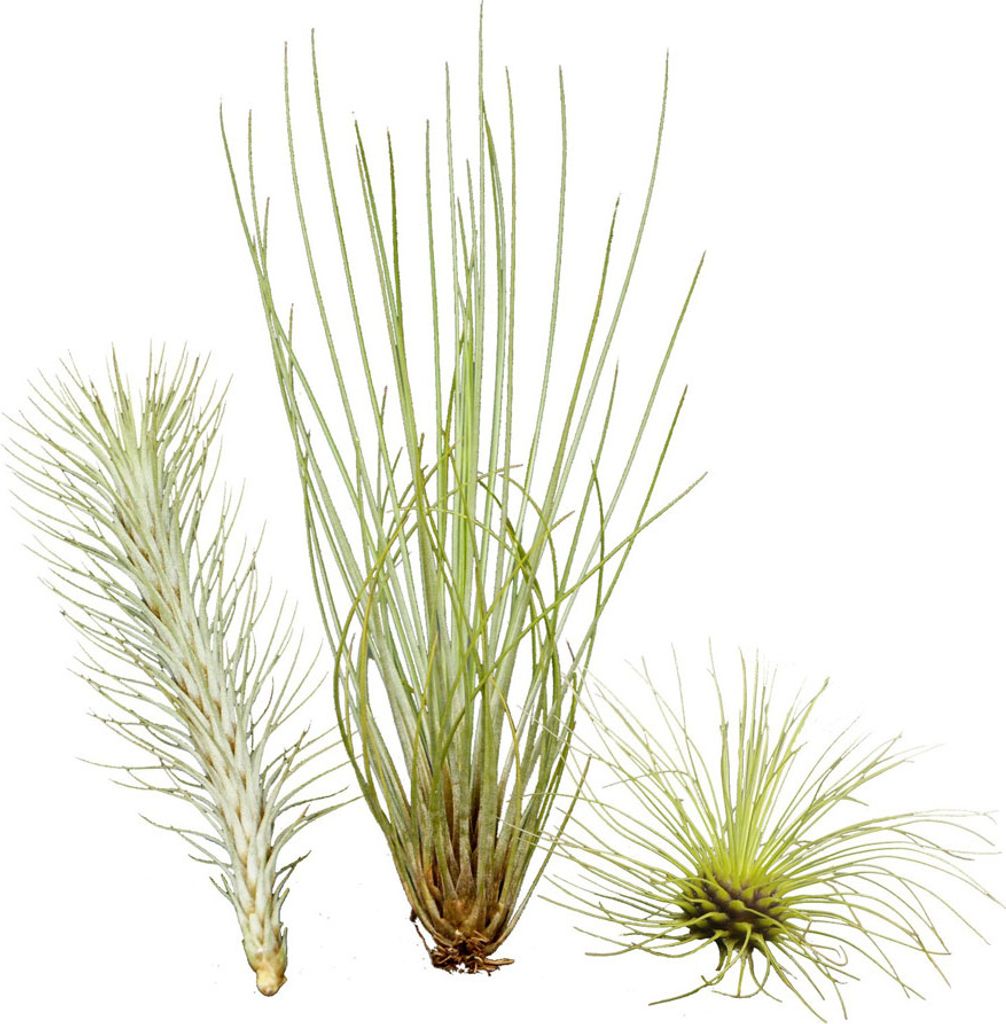 Ausgefallenes Tillandsien 3er-Set, Bromeliengewächs Produktbild 